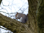 FZ026560 Squirel in tree.jpg